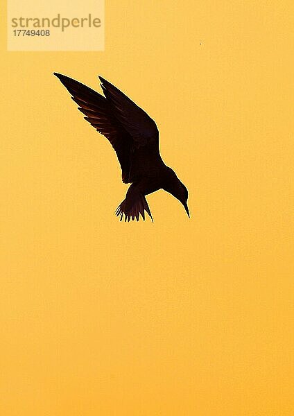 Weißbart-Seeschwalbe (Chlidonias hybridus) adult  im Flug  Silhouette bei Sonnenuntergang  Lesbos  Griechenland  Mai  Europa