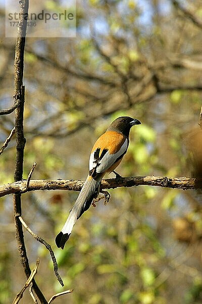 Rote Baumkrone (Dendrocitta vagabunda)  erwachsene Sitzstange  Ranthambhore N. P. Indien