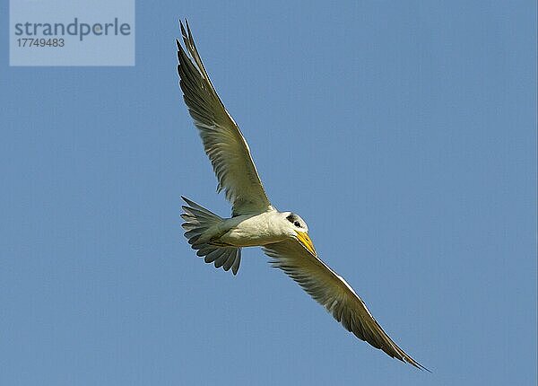 Großschnabel-Seeschwalbe  Grossschnabelseeschwalbe  Großschnabel-Seeschwalben (Phaetusa simplex)  Grossschnabelseeschwalben  Seeschwalbe  Tiere  Vögel  Large-billed Tern adult  non-breeding plumage  in flight  Pantanal  Mato Grosso  Brazil