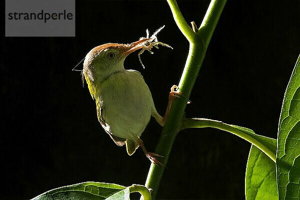 Rotstirnschneidervogel  Rotstirnschneidervögel  Singvögel  Tiere  Vögel  Common Tailorbird (Orthotomus sutorius) adult  with spider in beak  gather