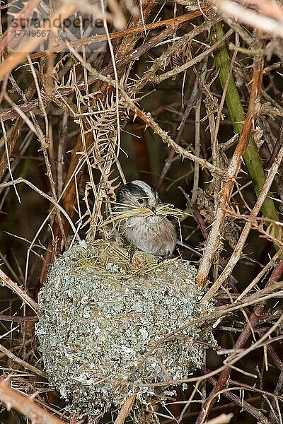 Langschwanzmeise (Aegithalos caudatus) adult  mit Rindennistmaterial im Schnabel  baut unvollendetes Nest  Suffolk  England  Marsch