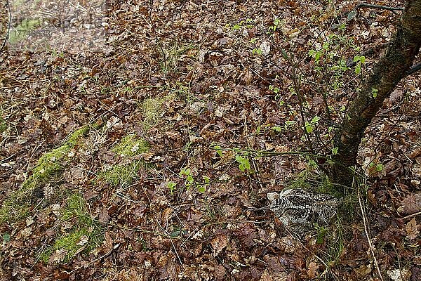 Waldschnepfe (Scolopax rusticola) adult  am Nest sitzend  im Eichenwald  Peak District  Derbyshire  England  Frühling