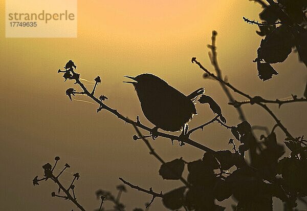 Zaunkönig  Zaunkönige (Troglodytes troglodytes)  Singvögel  Tiere  Vögel  Winter Wren adult  singing  Silhouette at dawn  Norfolk  England  april