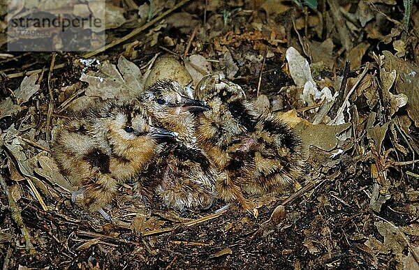Waldschnepfe (Scolopax rusticola) frisch geschlüpfte Küken im Nest  getarnt auf Waldboden  Nocton Wood  Lincolnshire  England  Großbritannien  Europa