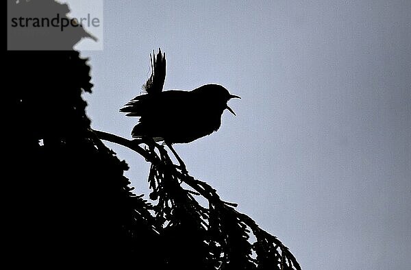 Zaunkönig  Zaunkönige (Troglodytes troglodytes)  Singvögel  Tiere  Vögel  Eurasian Wren adult  singing  Silhouette at dusk  Midlands  England  july