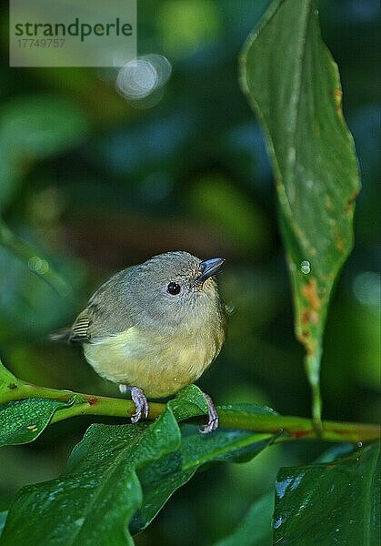 Blue Mountain Vireo (Vireo osburni) erwachsen  am Stamm  Blue Mountains  Jamaika  März  Mittelamerika