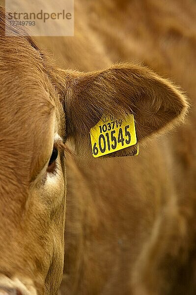 Hausrind  Limousin-Rind  Nahaufnahme des Ohres mit Identifikationsmarke  zeigt Herdennummer und individuelle Nummer  England  August