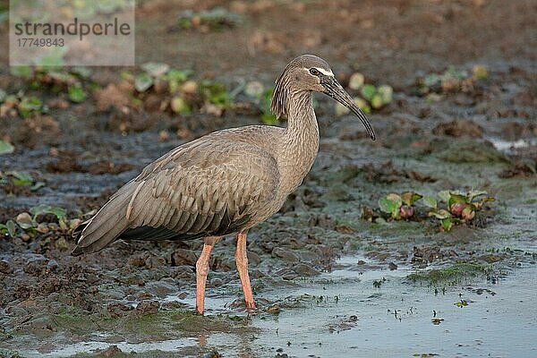 Plumbeous Ibis (Theristicus caerulescens) adult  stehend im flachen Wasser  Porto Jofre  Mato Grosso  Brasilien  September  Südamerika