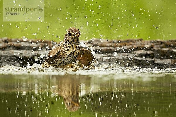 Singdrossel (Turdus philomelos)  Erwachsene  Baden im Waldbecken  Ungarn  Mai  Europa