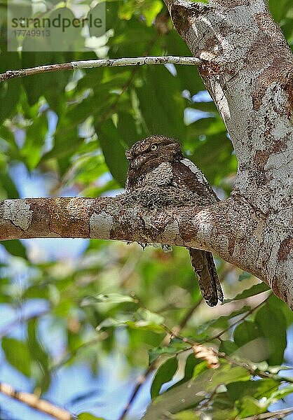 Blyth's Froschmaul (Batrachostomus affinis) adult  am Nest auf einem Ast sitzend  Taman Negara N. P. Titiwangsa-Gebirge  Malaiische Halbinsel  Malaysia  Februar  Asien