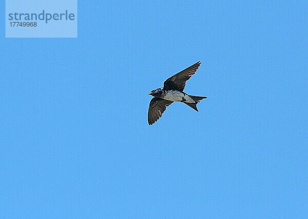 Graubrustschwalbe (Progne chalybea) erwachsen  im Flug  Rincon de Cobo  Provinz Buenos Aires  Argentinien  Februar  Südamerika