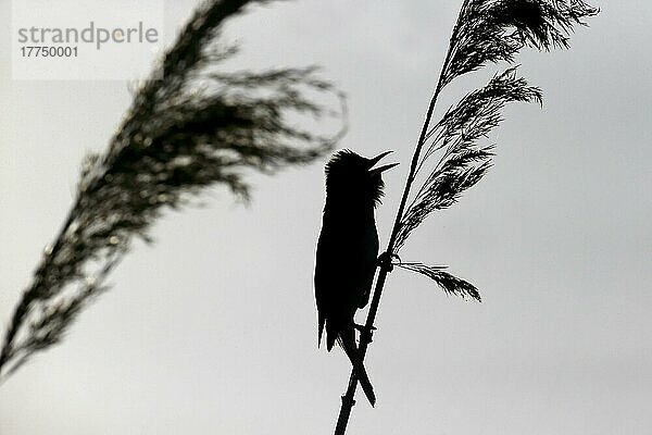 Drosselrohrsänger (Acrocephalus arundinaceus)  Singvögel  Tiere  Vögel  Great Reed-warbler adult  singing  Silhouette on reed  Bulgaria  May