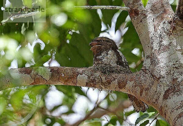 Blyth's Froschmaul (Batrachostomus affinis) adult  keuchend  am Nest auf einem Ast sitzend  Taman Negara N. P. Titiwangsa-Gebirge  Malaiische Halbinsel  Malaysia  Februar  Asien
