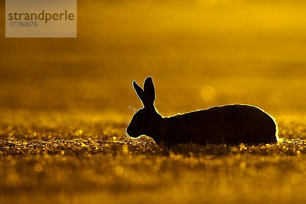 Feldhase (Lepus europaeus)  erwachsen  geht durch Gerstenstoppeln  Silhouette in der Dämmerung  Norfolk  England  August