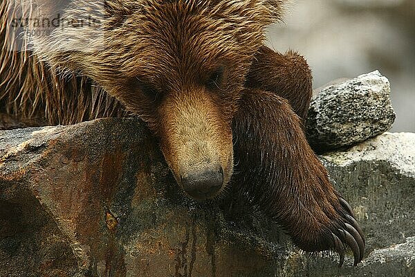 Erwachsener Grizzlybär (Ursus arctos horribilis)  Nahaufnahme von Kopf und Vorderpfote  schläft auf einem Felsen im gemäßigten Küstenregenwald  Inside Passage  Küstengebirge  Großer Bärenregenwald  Britisch-Kolumbien  Kanada  Juni  Nordamerika