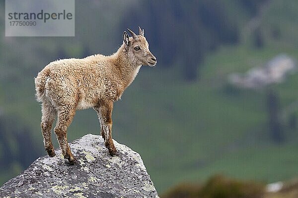 Capra ibex ibex  Alpensteinbock  Alpensteinböcke (Capra ibex)  Steinbock  Steinböcke  Ziegenartige  Huftiere  Paarhufer  Säugetiere  Tiere  Alpine Ibex young  stan