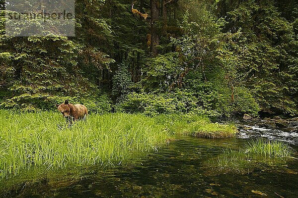 Ausgewachsener Grizzlybär (Ursus arctos horribilis)  ernährt sich von Seggen am Bach im gemäßigten Küstenregenwald  Inside Passage  Coast Mountains  Great Bear Rainforest  British Columbia  Kanada  Juli  Nordamerika
