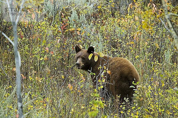 Schwarzbär  Schwarzbären (Ursus americanus)  Bären  Raubtiere  Säugetiere  Tiere  American Black Bear cinnamon form  adult  standing in woodland  Grand Teton N. P. Wyoming (U.) S. A. September