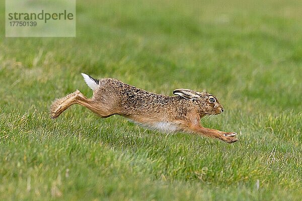 Feldhase  Feldhasen (Lepus europaeus)  Hasen  Nagetiere  Säugetiere  Tiere  European Hare adult  running in graß field  Suffolk  England  March