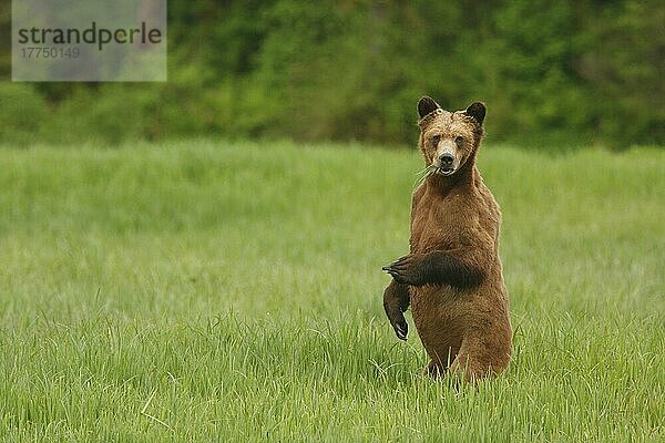 Erwachsener Grizzlybär (Ursus arctos horribilis)  erwachsen  ernährt sich von Seggen  steht auf Hinterbeinen bei der Abholzung des gemäßigten Küstenregenwaldes  Innere Passage  Küstengebirge  Großer Bärenregenwald  Britisch-Kolumbien  Kanada  Juni  Nordamerika