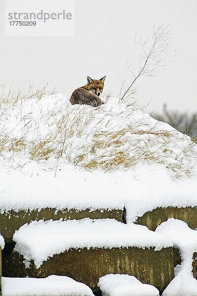 Europäischer Rotfuchs (Vulpes vulpes)  erwachsen  ruht auf einem künstlichen Fledermauswinter im Schnee  Crossness Nature Reserve  Bexley  Kent  England  Februar