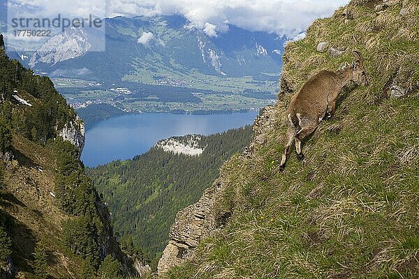 Capra ibex ibex  Alpensteinbock  Alpensteinböcke (Capra ibex)  Steinbock  Steinböcke  Ziegenartige  Huftiere  Paarhufer  Säugetiere  Tiere  Alpine Ibex adult femal