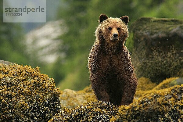 Grizzlybär  Grizzlybären (Ursus arctos horribilis)  Braunbär  Braunbären  Bären  Raubtiere  Säugetiere  Tiere  Grizzly Bear adult  sta