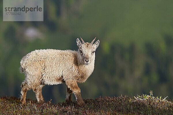 Capra ibex ibex  Alpensteinbock  Alpensteinböcke (Capra ibex)  Steinbock  Steinböcke  Ziegenartige  Huftiere  Paarhufer  Säugetiere  Tiere  Alpine Ibex young  stan