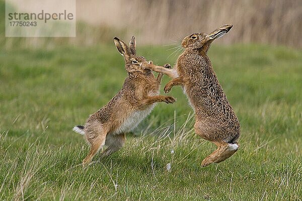 Feldhase (Lepus europaeus) erwachsenes Paar  'Boxen'  Weibchen kämpft gegen Männchen im Grasfeld  Suffolk  England  März