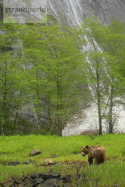 Erwachsener Grizzlybär (Ursus arctos horribilis)  stehend auf einer Lichtung im gemäßigten Küstenregenwald  mit Wasserfall im Hintergrund  Innenpassage  Küstengebirge  Großer Bärenregenwald  Britisch-Kolumbien  Kanada  Juni  Nordamerika