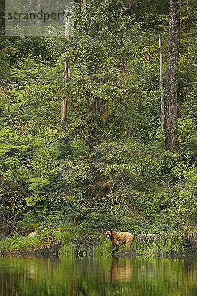 Erwachsener Grizzlybär (Ursus arctos horribilis)  stehend am Rand eines Flusses mit Spiegelung im gemäßigten Küstenregenwald  Inside Passage  Coast Mountains  Great Bear Rainforest  British Columbia  Kanada  Juni  Nordamerika
