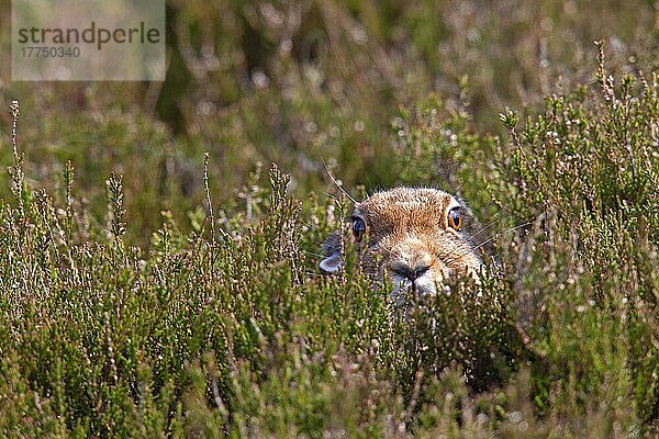 Berghase (Lepus timidus) erwachsen  Sommerfell  ruht inmitten von Heidekraut auf Moorland  Lammermuir Hills  Scottish Borders  Schottland  Juni