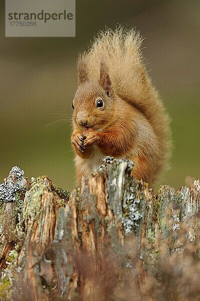 Erwachsenes Eurasisches Rotes Eichhörnchen (Sciurus vulgaris)  erwachsen  ernährt sich von Haselnuss  sitzt auf einem Stumpf in einem Nadelwald  Cairngorms N. P. Grampian Mountains  Highlands  Schottland  Februar