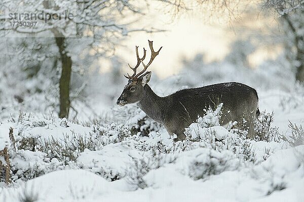 Damhirsch (Dama dama) dunkle Form  reifer Bock  steht inmitten schneebedeckter Vegetation  Cannock Chase  Staffordshire  England  Januar