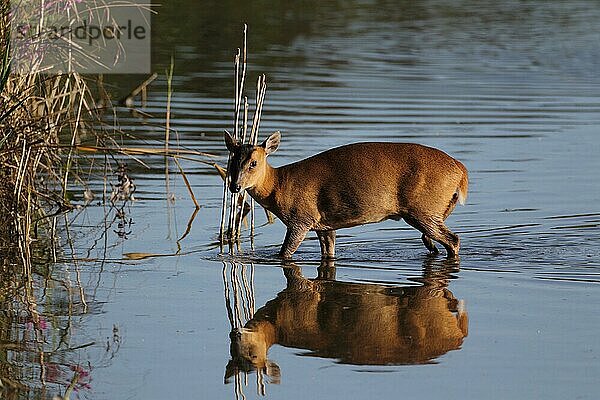 Chinesischer Muntjac (Muntiacus reevesi) eingeführte Art  erwachsenes Weibchen  hält in der Nähe des Schilfrandes des Sees nach einem Spaziergang im seichten Wasser in der Morgendämmerung inne  Suffolk  England  September