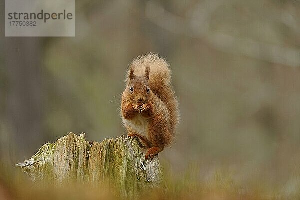 Erwachsenes Eurasisches Rotes Eichhörnchen (Sciurus vulgaris)  erwachsen  ernährt sich von Haselnuss  sitzt auf einem Stumpf in einem Nadelwald  Cairngorms N. P. Grampian Mountains  Highlands  Schottland  Februar