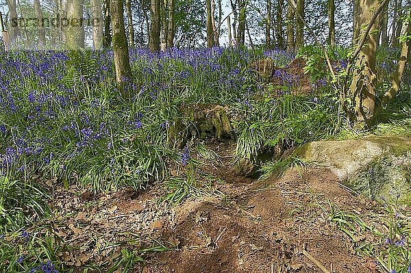 Dachs  Dachse (Meles meles)  Marderartige  Raubtiere  Säugetiere  Tiere  Eurasian Badger sett  amongst trampled Bluebell (Endymion non-scriptus) flowering in woodland  New Abbey  Dumfries and Galloway  Scotland  May