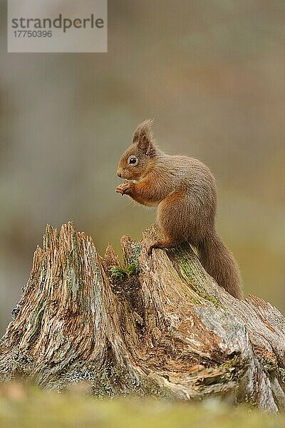 Erwachsenes Eurasisches Rotes Eichhörnchen (Sciurus vulgaris)  erwachsen  ernährt sich von Haselnuss  sitzt auf einem Stumpf in einem Nadelwald  Cairngorms N. P. Grampian Mountains  Highlands  Schottland  Februar