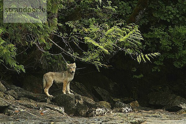 Welpe des Grauen Wolfes (Canis lupus)  auf Felsen in Küstennähe stehend  in gemäßigtem Küstenregenwald  Coast Mountains  Great Bear Rainforest  British Columbia  Kanada  August  Nordamerika