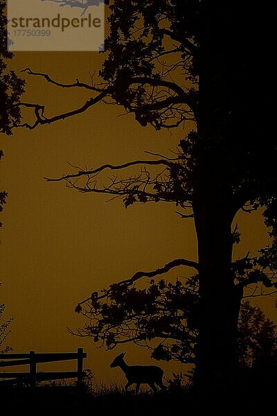 Damhirsch  Damhirsche (Dama dama) Hirsche  Huftiere  Paarhufer  Säugetiere  Tiere  Fallow Deer doe  walking beside tree  Silhouette at sunset  Leicestershire  England  October