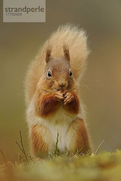 Eurasisches Rotes Eichhörnchen (Sciurus vulgaris) adult  ernährt sich von Haselnuss  sitzt inmitten von Heidekraut in einem Nadelwald  Cairngorms N. P. Grampian Mountains  Highlands  Schottland  Februar