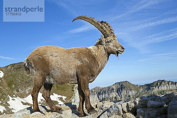 Capra ibex ibex  Alpensteinbock  Alpensteinböcke (Capra ibex)  Steinbock  Steinböcke  Ziegenartige  Huftiere  Paarhufer  Säugetiere  Tiere  Alpine Ibex adult male