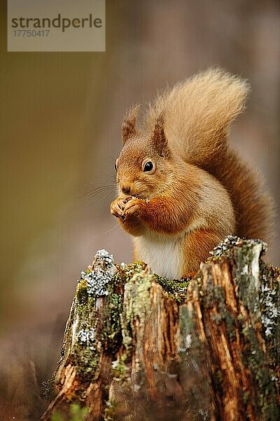 Erwachsenes Eurasisches Rotes Eichhörnchen (Sciurus vulgaris)  erwachsen  ernährt sich von Haselnuss  sitzt auf einem Stumpf in einem Nadelwald  Cairngorms N. P. Grampian Mountains  Highlands  Schottland  Februar