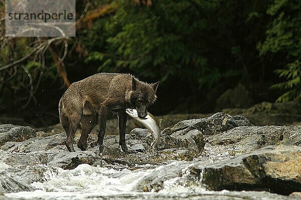 Grauer Wolf (Canis lupus) dunkle Morphe  erwachsen  ernährt sich vom Coho-Lachs (Oncorhynchus kisutch) im Fluss  in gemäßigtem Küstenregenwald  Coast Mountains  Great Bear Rainforest  British Columbia  Kanada  August  Nordamerika