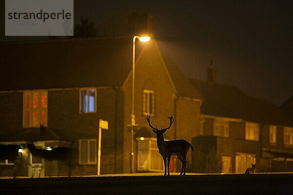 Damhirsch  Damhirsche (Dama dama) Hirsche  Huftiere  Paarhufer  Säugetiere  Tiere  Fallow Deer bucks  Silhouette on urban estate at night  London  England  March