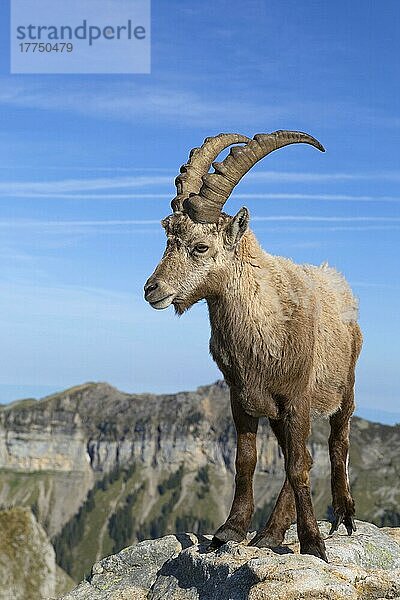 Capra ibex ibex  Alpensteinbock  Alpensteinböcke (Capra ibex)  Steinbock  Steinböcke  Ziegenartige  Huftiere  Paarhufer  Säugetiere  Tiere  Alpine Ibex adult male