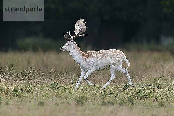 Damhirsch  Damhirsche (Dama dama) Hirsche  Huftiere  Paarhufer  Säugetiere  Tiere  Fallow Deer mature buck  running in grassland  Suffolk  England  September