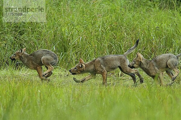Grauer Wolf (Canis lupus) drei Welpen  jagen und spielen im Marschland  im gemäßigten Küstenregenwald  Küstengebirge  Großer Bärenregenwald  Britisch-Kolumbien  Kanada  Juli  Nordamerika