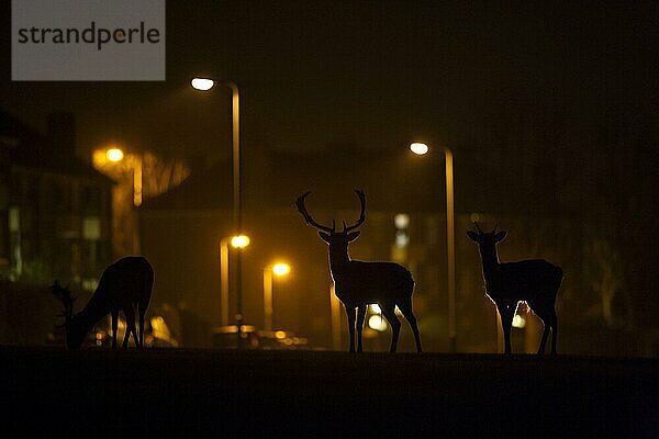 Damhirsch  Damhirsche (Dama dama) Hirsche  Huftiere  Paarhufer  Säugetiere  Tiere  Fallow Deer bucks  Silhouette on urban estate at night  London  England  March