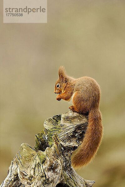 Erwachsenes Eurasisches Rotes Eichhörnchen (Sciurus vulgaris)  erwachsen  ernährt sich von Haselnuss  sitzt auf einem Stumpf in einem Nadelwald  Cairngorms N. P. Grampian Mountains  Highlands  Schottland  Februar